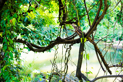 Twigs of tropical tree over  small river Lam Takhong in Pak Chong in Nakhon Ratchassima province