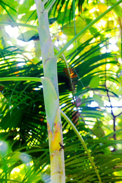 Tree trunk  of bamboo tree in Pak Chong  in Nakhon Ratchassima province