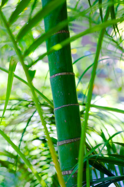 Dense bamboo forest with tall green stalks and lush foliage