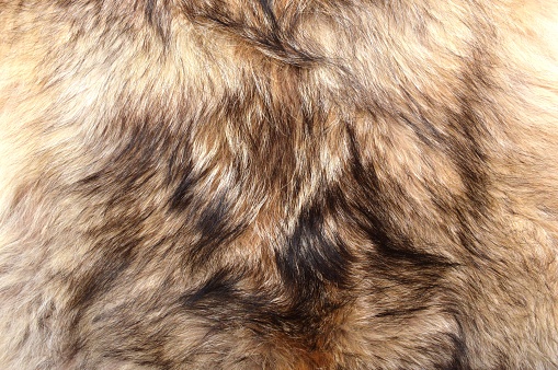 wolf hair coat close up