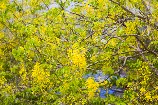 Golden shower tree in bloom in Pak Chong, in Nakhon Ratchassima province . national tree of Thailand