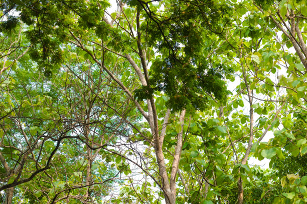Below big  tropical treetop in Saraburi province