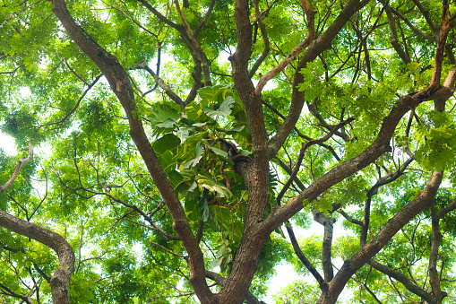 View into tropical treetop in Saraburi province