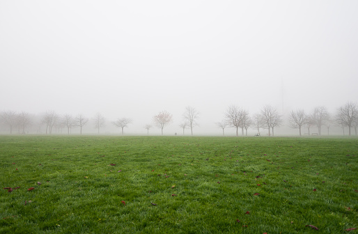 the only tree visible in the field in foggy weather. farmland covered in morning fog. Shot with a full-frame camera in daylight.