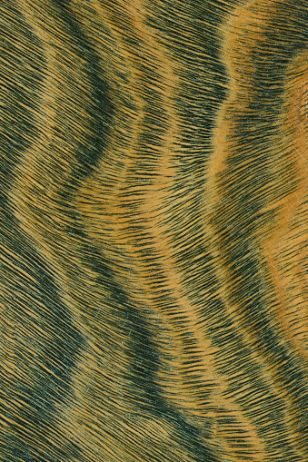 The wood is nature green and light brown color with layers and lines like a abstractive pattern. Its from Paraguay in South America, called Palo Santo or Lignum Vitae (Argentine) Wood. High angle view of a flat textured wooden board backgrounds. It has a beautiful and nature hardwood. A close-up studio shooting shows details and lots of wood grain on the wood table. The piece of wood at the surface of the table also appears rich wooden material on it, shows elegant and soft textured. Flat lay style. Its high-resolution textured quality.