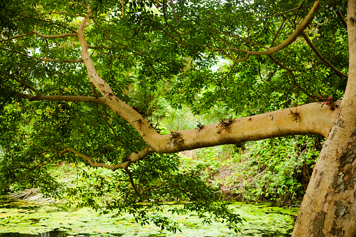 View along big twig of tropical tree at small river Muak Lek in Saraburi province