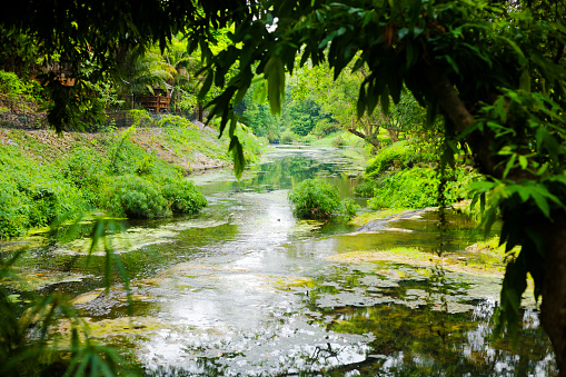 The tropical rainforest in Gamboa along the Panama Canal, Gatun lake, Panama, Central America