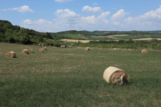 istock Straw balls in a green field 2117696855