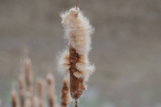 istock Cattail plant in the wind on a lake 2117702192