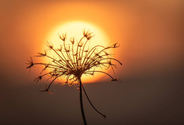 Dry plant at the hour of spring sunset