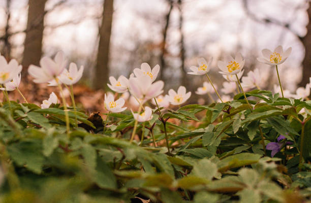 istock Blooming Anemonoides nemorosa in spring mountain forest 2117704317