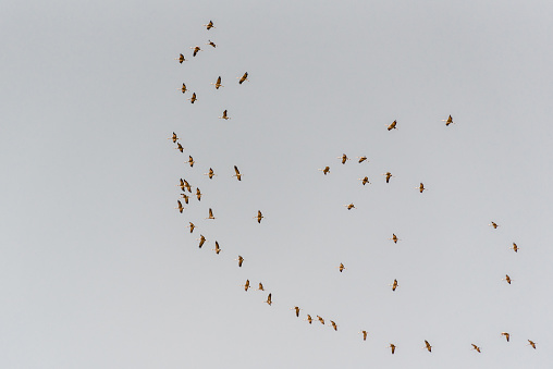 A flock of cranes flies in the spring sky