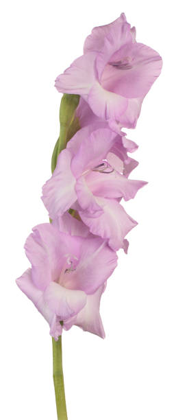 gladioli flower - gladiolus single flower isolated white fotografías e imágenes de stock