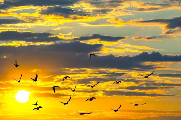 istock brightly colorful clouds in the evening sky. Lush colored clouds in the sky before sunset. dawn in the clouds 2117737268