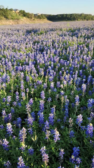 Texas Bluebonnets in a Hill Country Field in the Spring Time