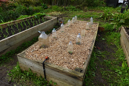 raised wooden bed with mulch and plastic bottles for crop protection