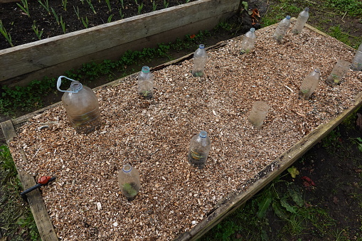 detail of raised wooden garden bed with mulch and plastic bottles for crop protection