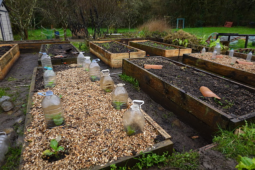 vegetable garden after a rainy day, raised wooden beds in the garden to grow crops