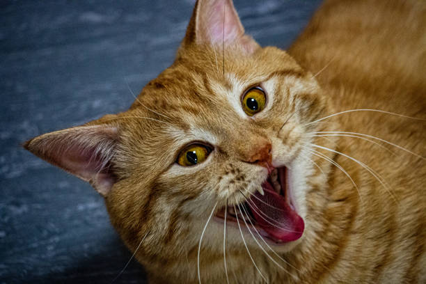 istock A yawning red cat lying on the floor 2117760172