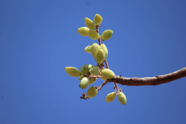 Fruits of Boswellia serrata with blue sky background