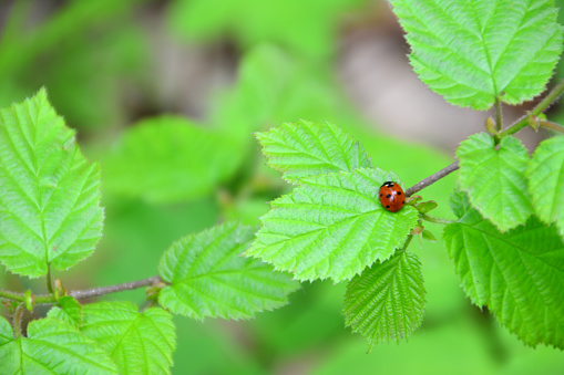 a ladybug is on a branch with a green leaves copy space