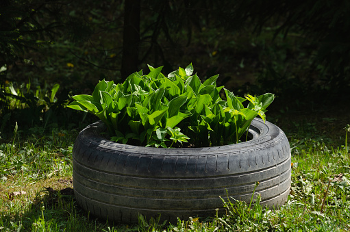 Flowers planted in a flower bed in a tire from a car. High quality photo