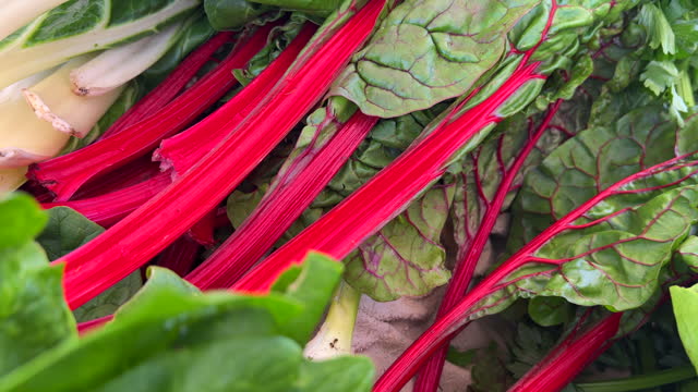 Fresh organic rhubarb for sale at a local farmers market in Marbella Spain, healthy bio vegetables, 4K shot