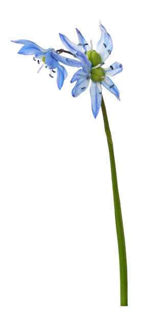istock Blue scilla flower isolated 2117800223
