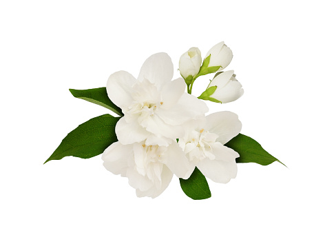 Jasmine flowers and leaves in a floral arrangement isolated on white