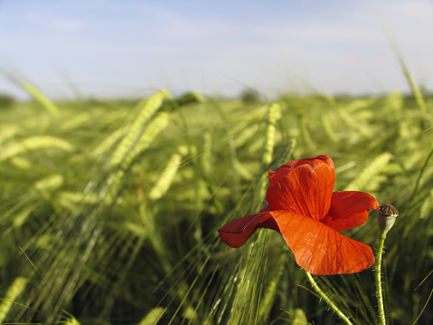 The image depicts a serene and natural scene: an extensive wheat field stretches as far as the eye can see. The evening sun gently illuminates the swaying stalks, creating a warm and inviting atmosphere. In the foreground, a beautiful lone poppy stands out, its vibrant red petals contrasting with the sea of golden yellow. The poppy gracefully rises, adding a touch of vibrant color and a sense of delicate beauty. It's a tranquil and picturesque moment, capturing the essence of nature at its finest.