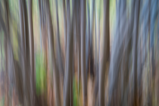 forest - nature motion blur abstract created with intentional camera movement