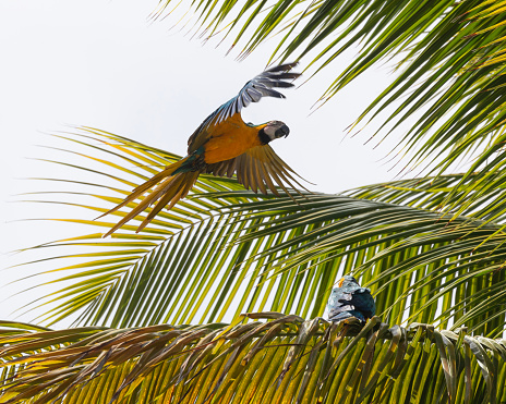 A wild pair of Blue and Yellow Macaw, Ara ararauna, aka Blue and Gold Macaw, in a Palm Tree in Trinidad, where they were reintroduced between 1999 and 2003, after being almost extirpated in the 1970s.
