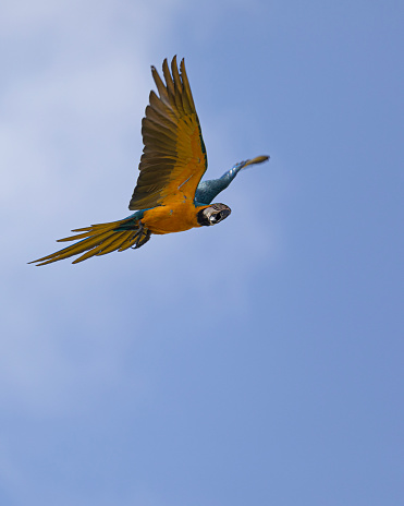 A Blue and Yellow Macaw, Ara ararauna, aka Blue and Gold Macaw, in  flight in Trinidad, where this species was reintroduced between 1999 and 2003, after being almost extirpated in the 1970s.