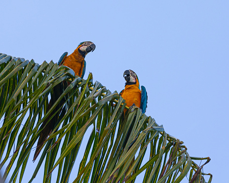 A wild pair of Blue and Yellow Macaw, Ara ararauna, aka Blue and Gold Macaw, in a Palm Tree in Trinidad, where they were reintroduced between 1999 and 2003, after being almost extirpated in the 1970s.