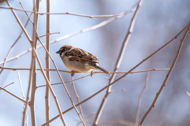 Side view of a male house sparrow perched on small branches isolated on a blue background on a winter day in Iowa.