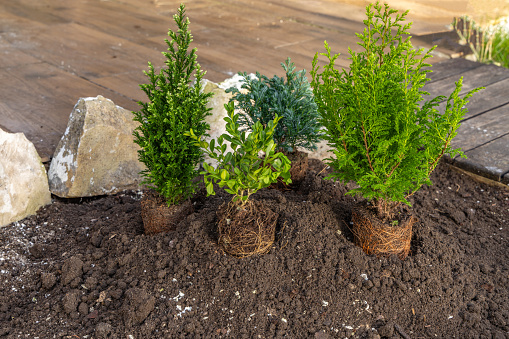 Planting coniferous shrubs, building a rockery in the garden, tidying up the garden in spring, planting plants in the ground