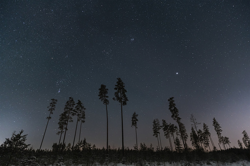 Night winter forest and starry sky, landscape astrophoto in Estonia. High quality photo
