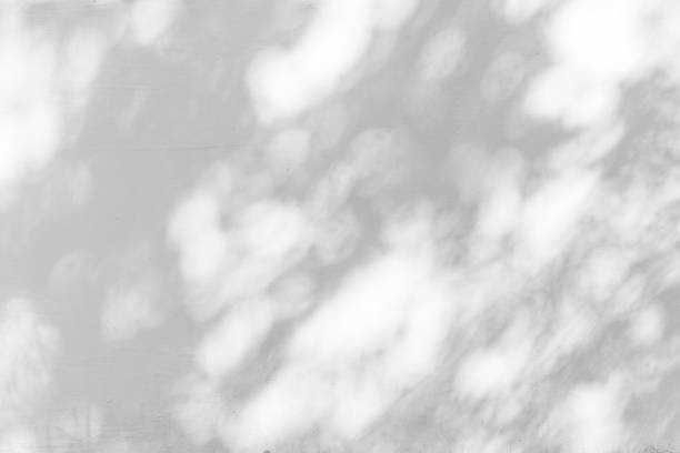 istock Shadow Of Leaves Reflected On The White Wall 2117870184