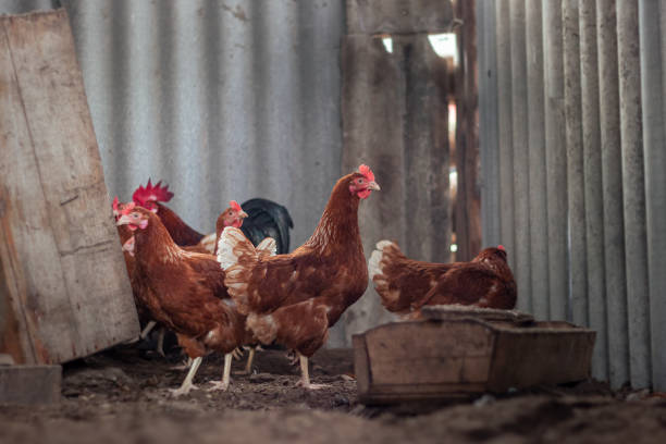 istock Chickens and rooster on traditional free range poultry farm 2117871728