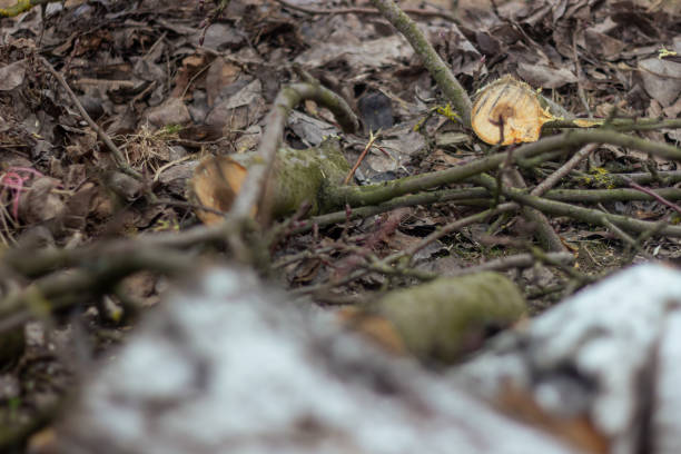 The sawn and felled branches and tree trunks from old trees were piled up in large heaps. Sanitary cutting of old trees.