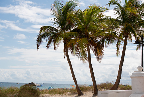 Palm trees with cloudy skies Miami Beach Florida