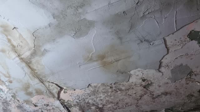 Mold colonies inside building