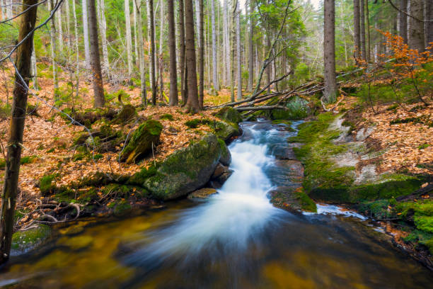A beautiful view of a romantic stream in a wild mountain valley, Czech republic.