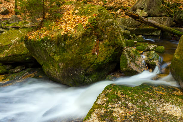 small mountain river rushing through canyon covered by red dry leaves