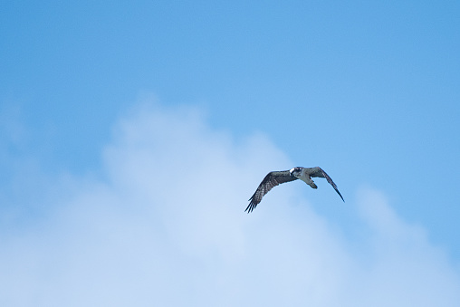 a bird of prey in a blue sky with clouds looking down at the ground