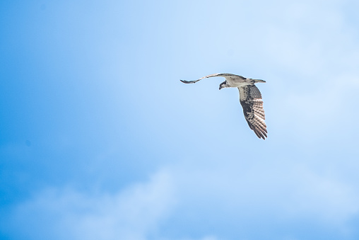 Flight of a bird of prey flapping in a sky with clouds seen from behind