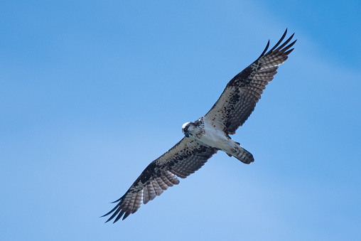 close-up of a bird of prey with wings spread in a blue sky with clouds