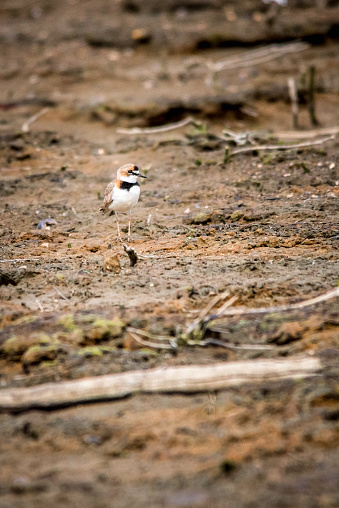 vertical framing of small wading bird on red earth