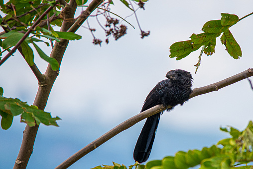 Black bird solitary, resting on a tree