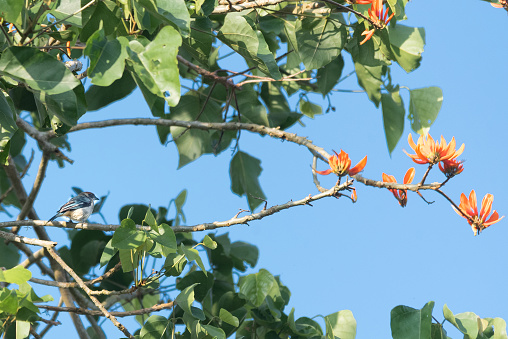 bird mimicking an orange flowering tree on blue background